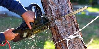 Best Tree Removal  in Elmsford, NY