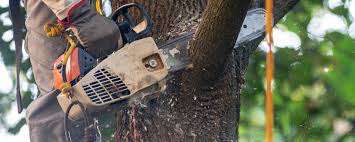 Best Seasonal Cleanup (Spring/Fall)  in Elmsford, NY