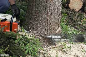 Best Tree Preservation Services  in Elmsford, NY