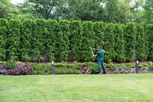 Grass Overseeding in Elmsford, NY