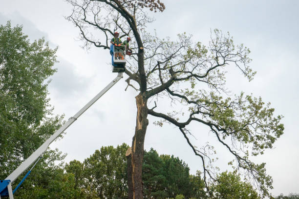 Best Tree Disease Treatment  in Elmsford, NY