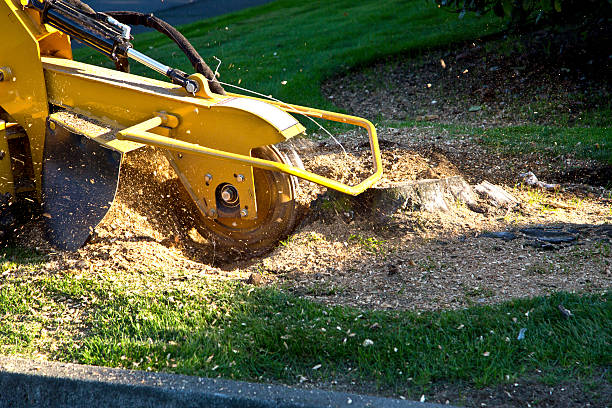 Best Tree and Shrub Care  in Elmsford, NY