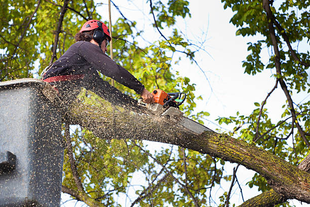 Best Lawn Watering Services  in Elmsford, NY