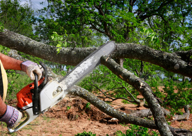 Best Hazardous Tree Removal  in Elmsford, NY